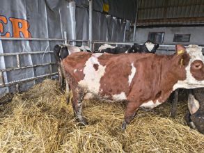 Sprzedam krowę wysokocielna