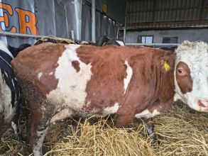 Sprzedam krowę wysokocielna