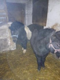 Sprzedam konika kucyka