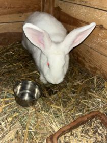 Sprzedam samicę termondzka