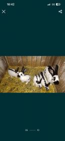 Sprzedam samicę z młodymi