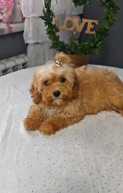 Cudowne pieski rasy cavapoo
