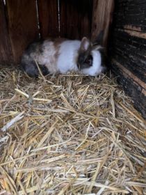 Sprzedam króliki miniaturki