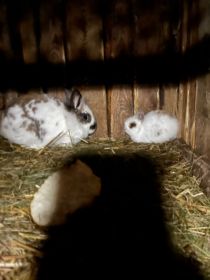 Sprzedam króliki miniaturki