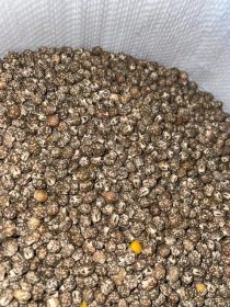 Łubin wąskolistny gorzki