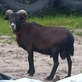 Sprzedam barana kameruńskiego