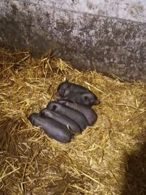 Sprzedam świnki wietnamskie