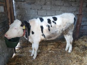 Jalowka po dobrej krowie