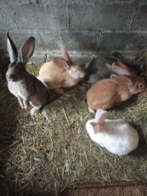 Sprzedam młode króliki