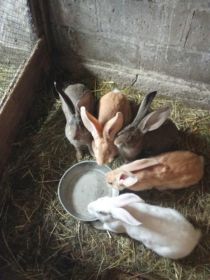 Sprzedam młode króliki