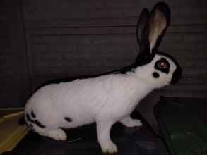 Sprzedam samicę srokacza