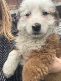 Suczka szczeniak do oddania