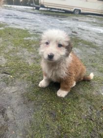 Suczka szczeniak do oddania