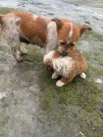 Suczka szczeniak do oddania