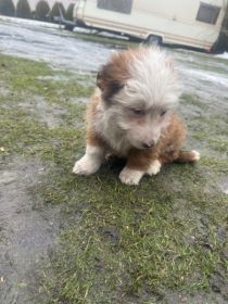 Suczka szczeniak do oddania