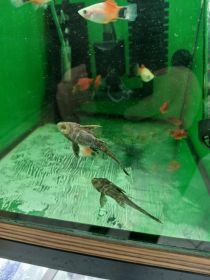 Rybki akwariowe różne