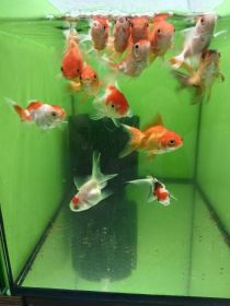 Rybki akwariowe różne