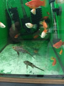 Rybki akwariowe różne