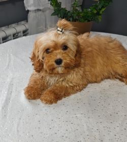 Cudowne pieski rasy cavapoo szukają domu