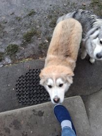 Oddam pieska tylko jeden z miotu wiecej nie miała