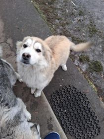 Oddam pieska tylko jeden z miotu wiecej nie miała