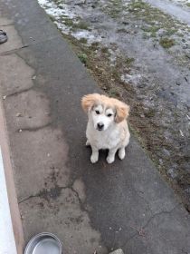 Oddam pieska tylko jeden z miotu wiecej nie miała