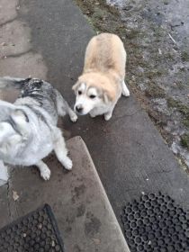 Oddam pieska tylko jeden z miotu wiecej nie miała