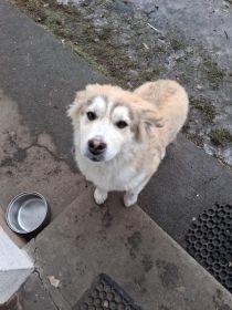 Oddam pieska tylko jeden z miotu wiecej nie miała