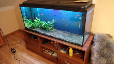 Akwarium 250 litrów