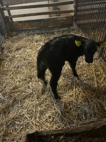 Sprzedam Jałóweczki