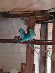 Sprzedam aleksandrety