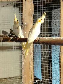 Sprzedam nimfy, faliste i nierozłączki