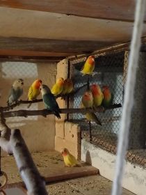 Sprzedam nimfy, faliste i nierozłączki