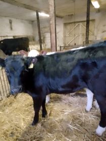 Sprzedam jaloszke mięsna