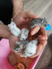 Sprzedam chomiki dżungarskie