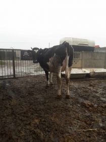 Sprzedam jałówkę cielną .