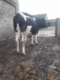 Sprzedam jałówkę cielną .