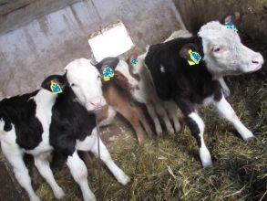 Sprzedam byczki mięsne zarlaki mega okazja