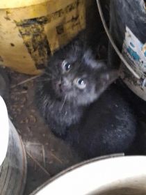 Oddam słodkie kotki w dobre rece