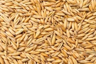 Owies Paszowy Big Bag Transport