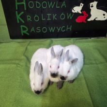 Kalifornijski czarny