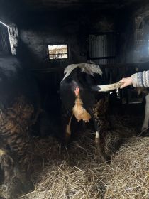 Sprzedam 3 jałówki na ocieleniu