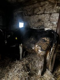 Sprzedam 3 jałówki na ocieleniu