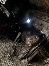 Sprzedam 3 jałówki na ocieleniu