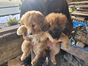 Oddam suczki za darmo