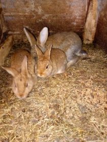 Witam sprzedam 10 sztuk pocztowych wszystkie obraczkowe 5...