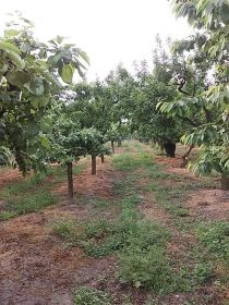 Sprzedam sad 1,8H Krępa/Tuliszków