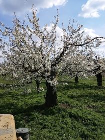 Sprzedam sad 1,8H Krępa/Tuliszków