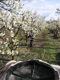 Sprzedam sad 1,8H Krępa/Tuliszków