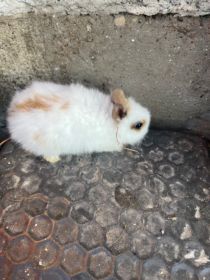 Sprzedam króliki miniaturki